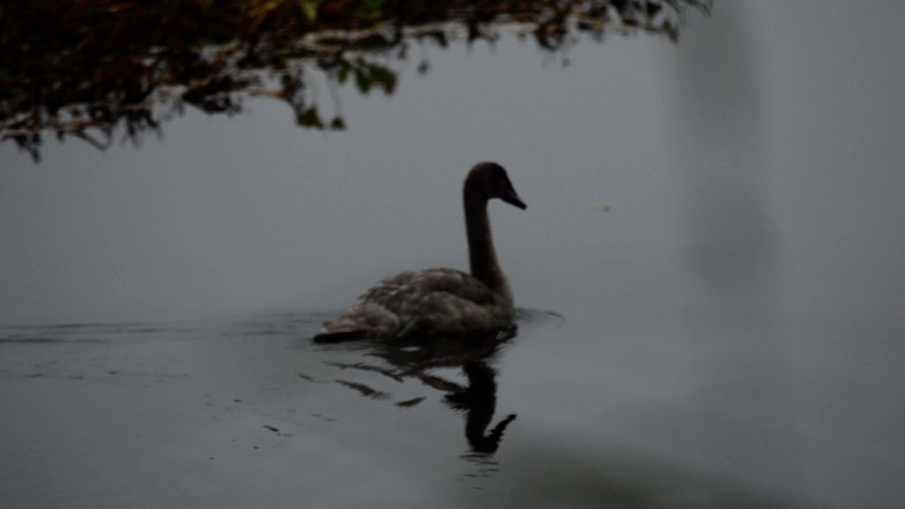 Young Obie Swan Kenobi