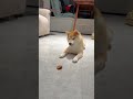 狩猟イッヌ