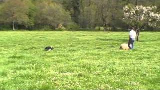 murguiabordercollie.beltx