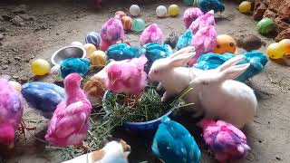 Transport cute chicks, Colorful Chicks, Rabbits, Duck Pekin,Marmot,Turtle,Catfish, Cute Animals 1222