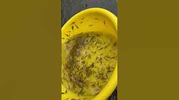 Tép rong và cá lòng tong xen cá bảy trầu trên bể bạc. #fishing #caucathugian #koi #fish