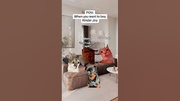 CAT MEMES 🐱When you want to buy Kinder Joy #catmemes #relatable #relationship