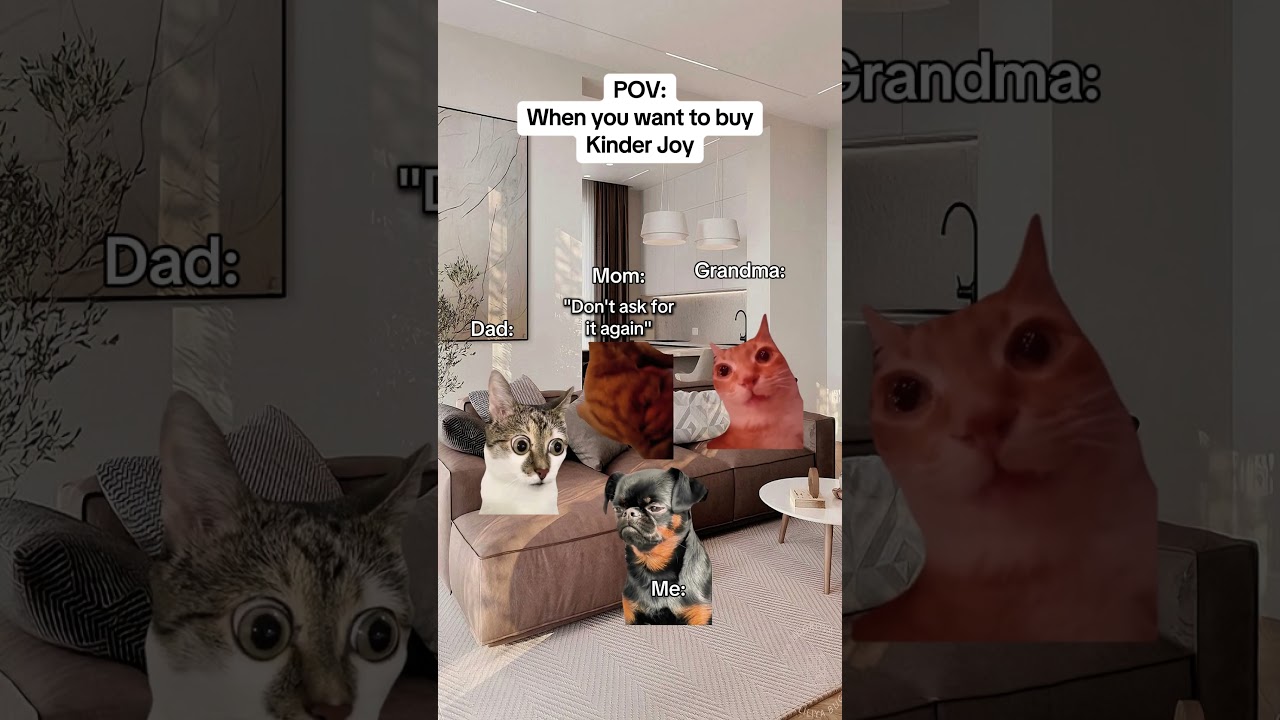 CAT MEMES 🐱When you want to buy Kinder Joy 