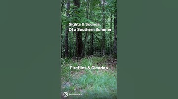 Thumbnail of Sights&sounds of southern summers! Fireflies & cicadas.  #fireflies #cicadas #simpleliving #slowdown