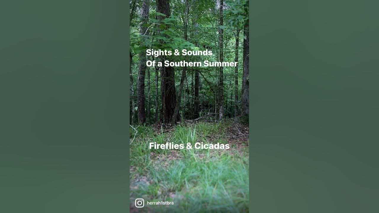 Sights&sounds of southern summers! Fireflies & cicadas.  #fireflies #cicadas #simpleliving #slowdown