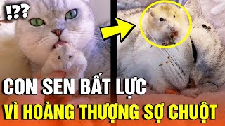 Thử đưa chuột đến miệng mèo, Con Sen 'BẤT LỰC' trước phản ứng của 'HOÀNG THƯỢNG' 😂 Gâu Đần