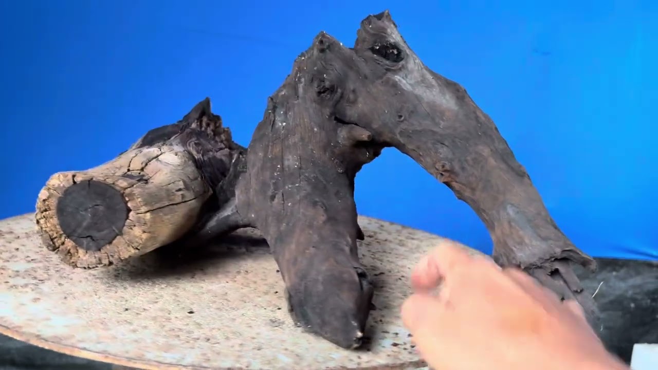 (Đx))M525 gl lũa mun sừng 200k LH 0707713796 Khương bonsai 