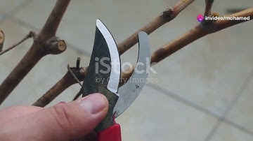 The Ultimate Guide to Hand Pruners: What, How, and Why!