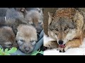 Лесник спас эту волчицу и ее волчат, даже не подозревая, что случится через несколько лет!