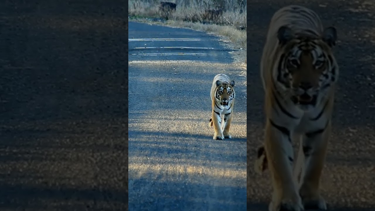 Supkhar road tiger sighting