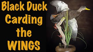 Famous BLACK DUCK series part 5-6... How to Card/tape/pin the wing feathers symmetric. Art of Taxidermy. Profile
