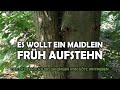 Es wollt ein Maidlein früh aufstehn - Deutsches Volkslied gesungen von Götz Wittneben