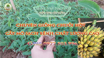 Chuyên Cung Cấp Giống Chuối Hột Cấy Mô Sạch Bệnh Chất Lượng Cao.