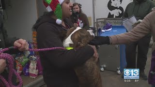 Holiday foster pets find furever homes