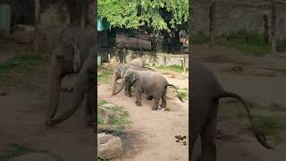 Dehiwala Zoo #visitsrilanka #elephant