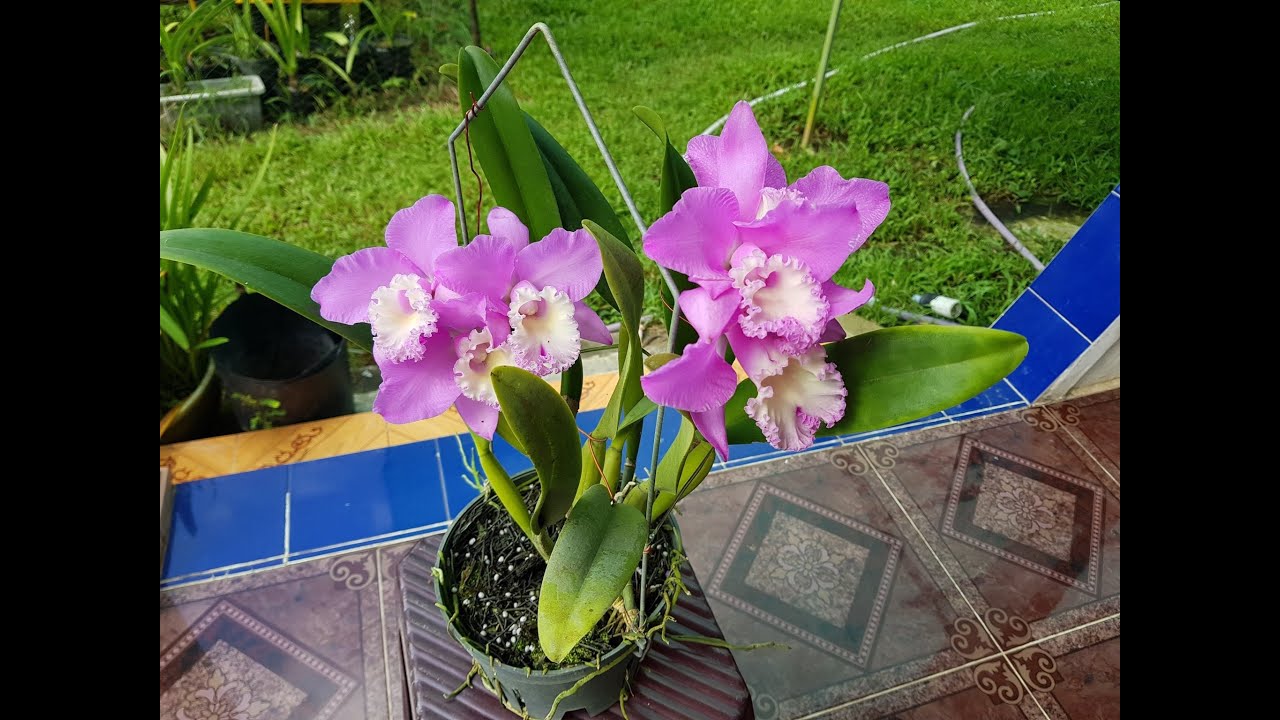 Cattleya Chian-Tzy Marvel