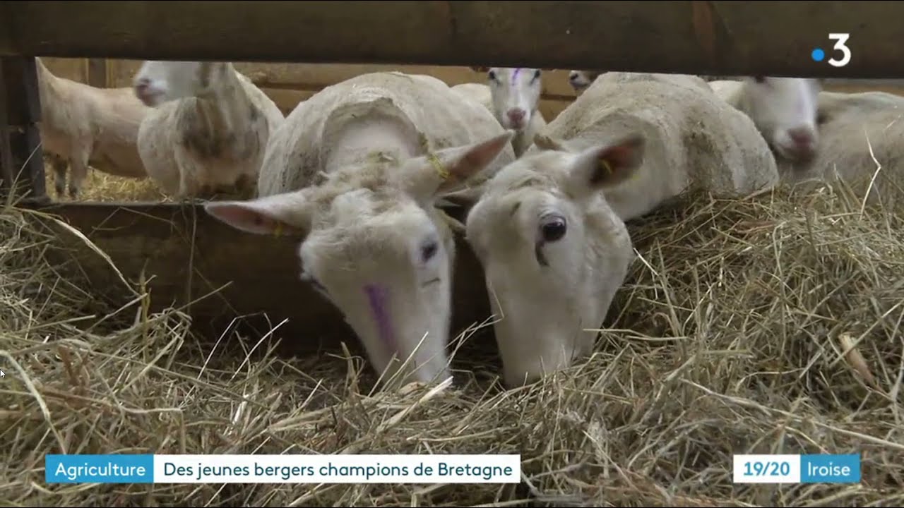 29 -  FRANCE 3 BRETAGNE - OVINPIADE PLOURAY METIER BERGER