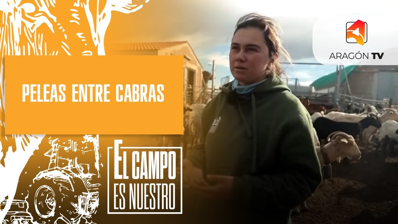 Riñas entre cabras primas hermanas