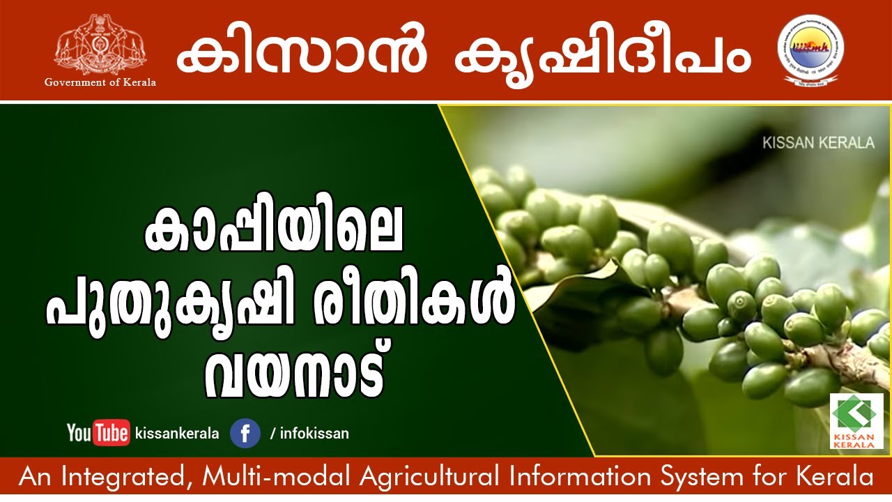 Mixed Farming & New Variety Coffee in Rubber Plantation - Wayanadu