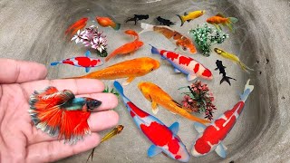 Serok ikan hias warna-warni, ikan koi hias, ikan mas, ikan komet hias, ikan gurami, kura-kura brazil