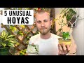 5 Unusual Hoyas