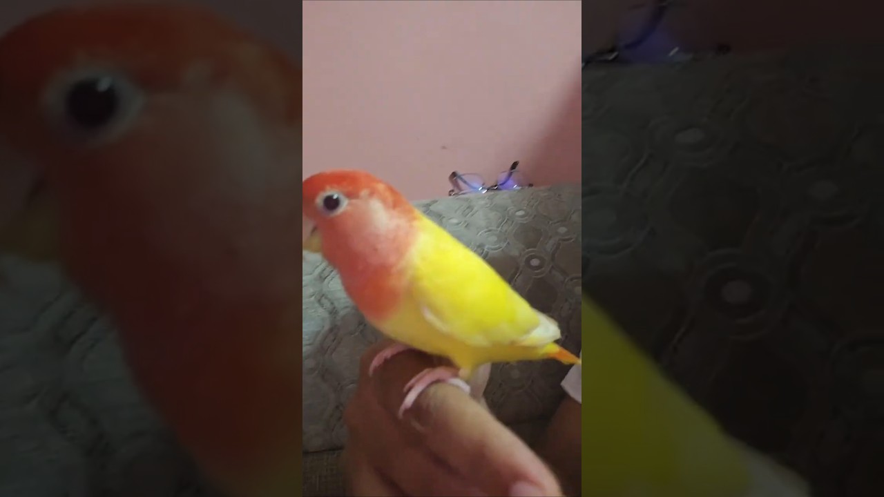 Tamed Love Bird