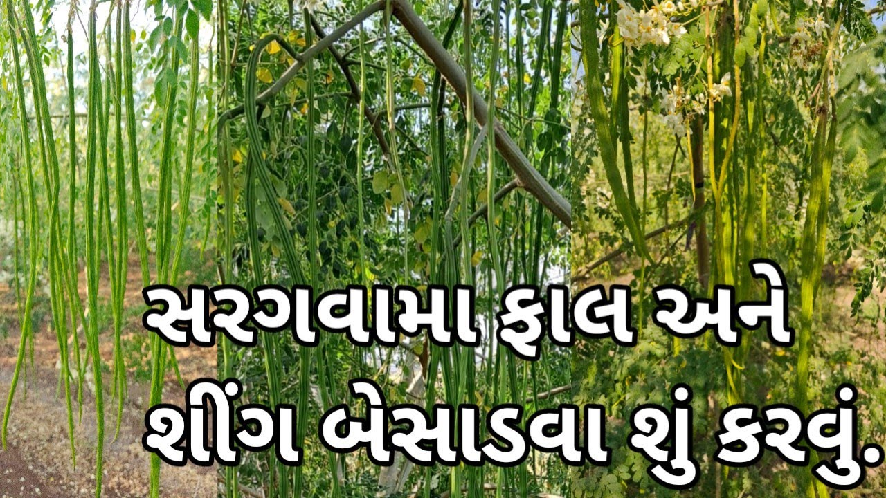 સરગવામા ફાલ અને શિંગો ખરે છે? | હેલ્પલાઇન:- ૮૨૦૦૨૪૭૮૨૭ / ૯૭૧૪૩૦૨૧૨૨ |