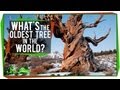 Whats the oldest tree in the world