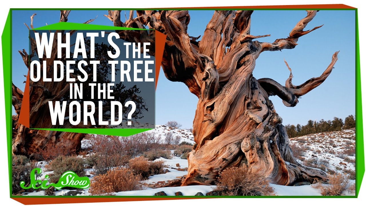 Scientists: Future of Oldest Tree Species on Earth in Peril