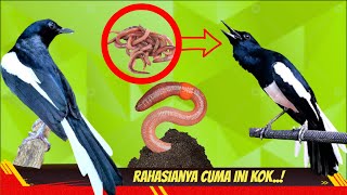 Kacer Makan Cacing Merah Apa Manfaatnya Apa Bagus Buat Burung ? 