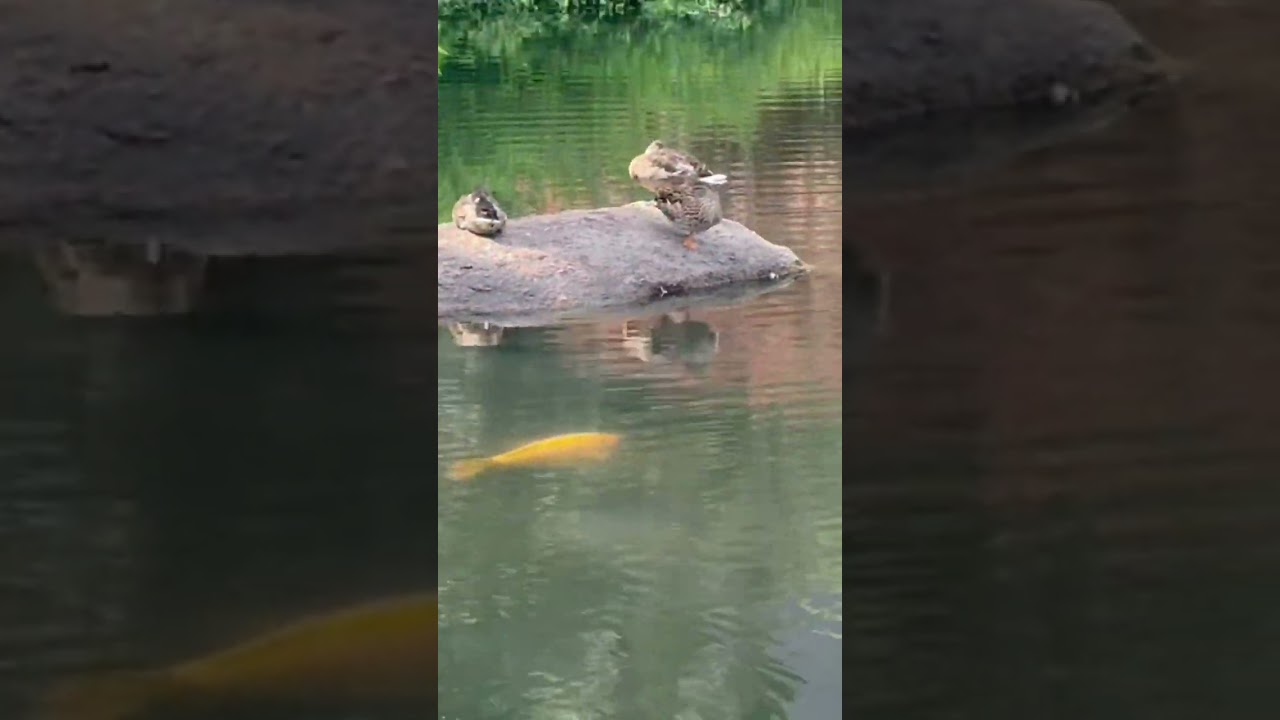 beautiful view of central park and its nature in nyc