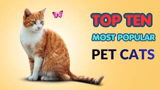 Top 10 Most Popular Pet Cat Breeds in the World | Best Cats for Families