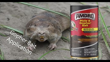 How To Apply Gopher Bait || Easy Way To Find Gopher Tunnels