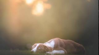 Dog Photography Editing - Adobe Lightroom