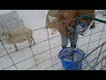 1-6-25 sheep update!! #sheep