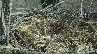 Decorah Eagles,Nice View Of The 3 Eggs During Shift Change 3\/4\/18