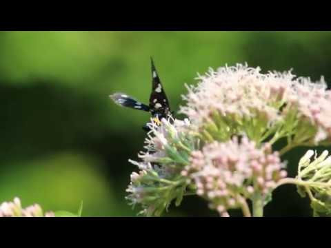 Amata nigricornis Лжепестрянка