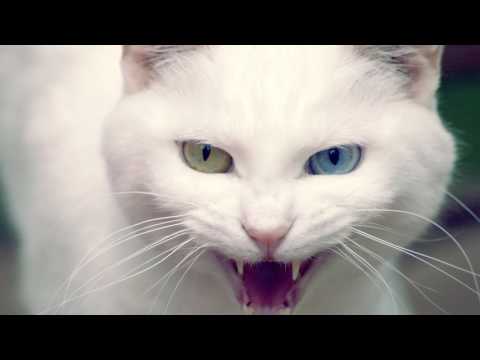 वीडियो: एक ब्रिटिश बिल्ली कैसी दिखती है?