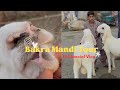 Bakra Eid 2025 | Bakra Mandi Gujranwala | | Bakra Mandi Complete Tour |
