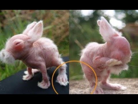 Tưởng là thỏ nhặt về nhà nuôi, 2 tháng sau nó lớn lên thì sợ hãi giao nộp cảnh sát