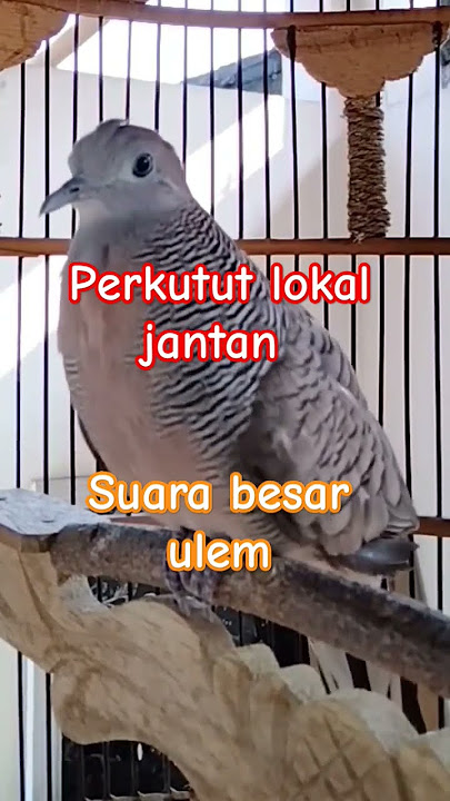 PERKUTUT LOKAL JANTAN SUARA Besar ulem ,sYahdU #perkutut