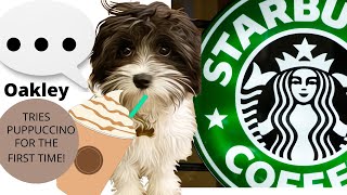 My Dog Wept After Trying Starbucks (his first time)...#shortsvideo #funnydogvideos #starbucks by LifeofOakleytheCavapoo 59 views 1 year ago 48 seconds