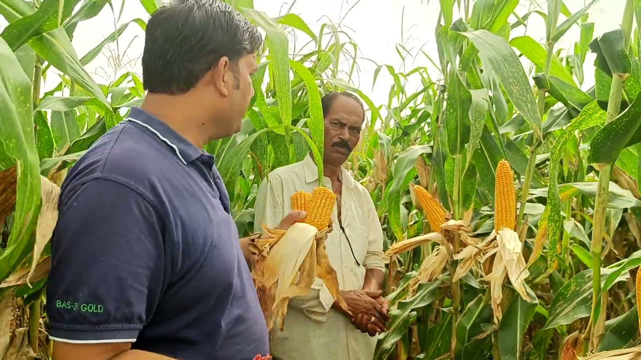 BAJAJ AGRI SEEDS 789 MAIZE SEONI MP -2025
