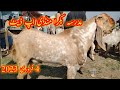 Madrasa bakra mandi ki fresh update  abid ali tv hasilpur