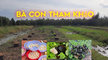 Mô hình nuôi ốc bươu đen hiệu quả #nghề nông miền tây