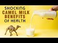 8 shocking camel milk benefits for health