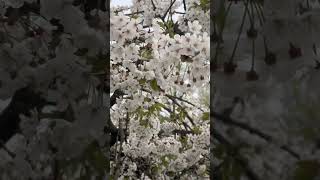 #music #enjoy #flowers #cherrytree #blissful #travel #life #love #lovesong #vancouver #song #soul