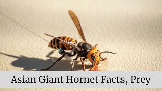 Asian Giant Hornet || Asian Giant Hornet Classification and Evolution