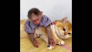 Кот и обезьянка #Tik Tok #Shorts #Тик Ток #ПриколКоты #Catstiktok