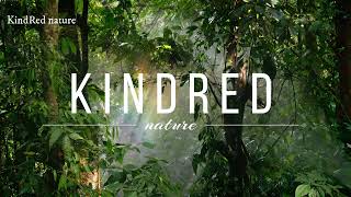 Satisfying Forest Sounds  |Forest bird sounds for meditation   |KindRed Nature|